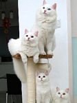 pic for Kitty Stacking